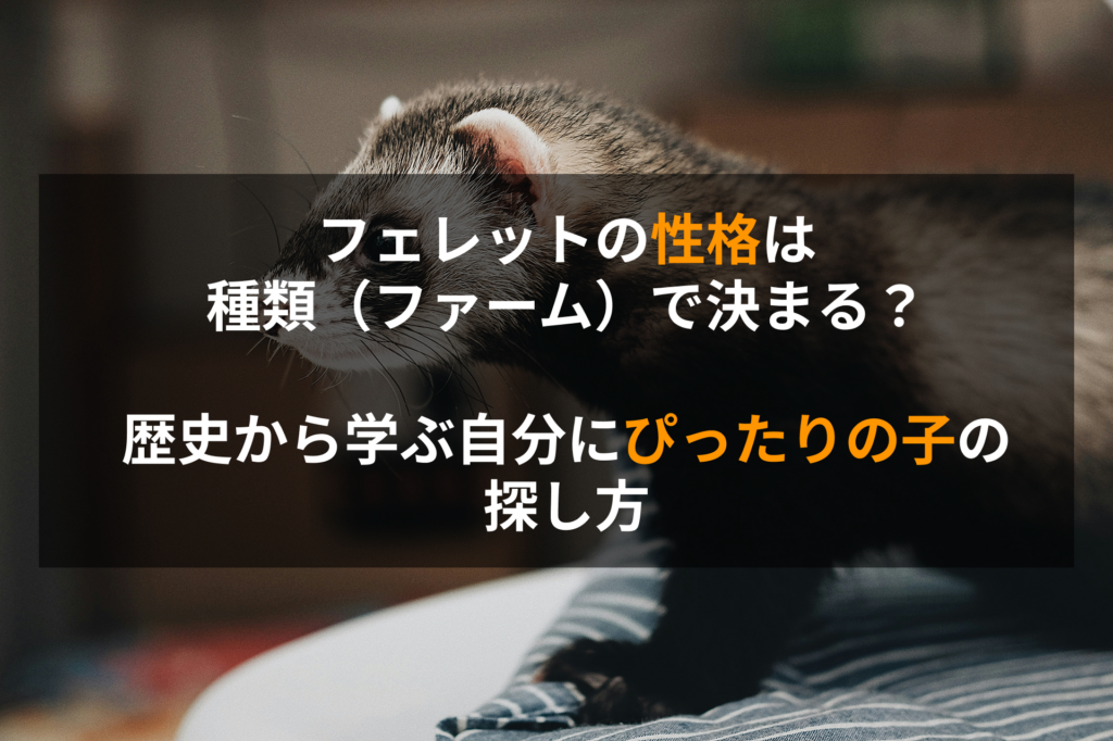 フェレットの性格は種類（ファーム）で決まる？歴史から学ぶ自分にぴったりの子の探し方