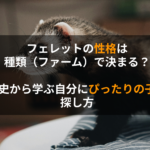 フェレットの性格は種類（ファーム）で決まる？歴史から学ぶ自分にぴったりの子の探し方