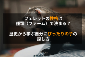 フェレットの性格は種類（ファーム）で決まる？歴史から学ぶ自分にぴったりの子の探し方
