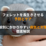 フェレットを長生きさせる予防とケア｜年齢別にかかりやすい病気と対策を徹底解説