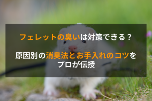 フェレットの臭いは対策できる？原因別の消臭法とお手入れのコツをプロが伝授