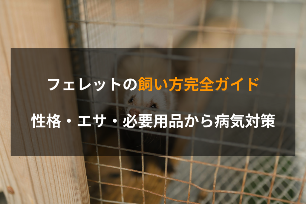フェレットの飼い方完全ガイド｜性格・エサ・必要用品から病気対策