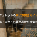 フェレットの飼い方完全ガイド｜性格・エサ・必要用品から病気対策