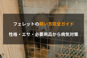 フェレットの飼い方完全ガイド｜性格・エサ・必要用品から病気対策
