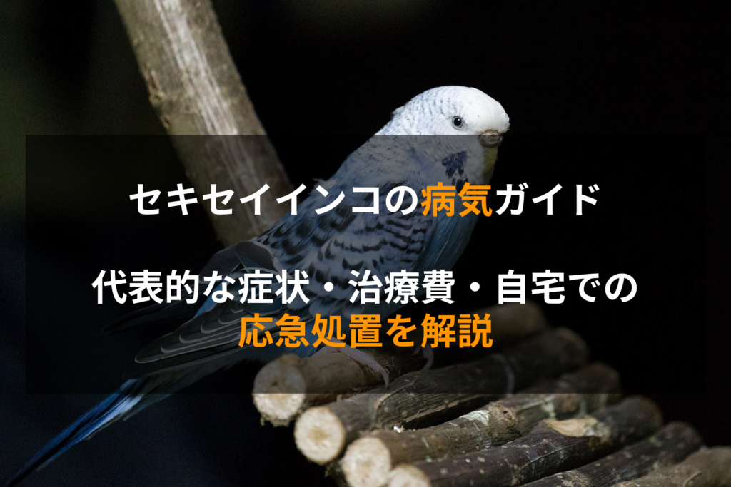 セキセイインコの病気ガイド｜代表的な症状・治療費・自宅での応急処置を解説