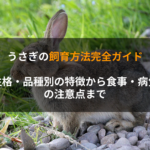 うさぎの飼育方法完全ガイド｜性格・品種別の特徴から食事・病気の注意点まで