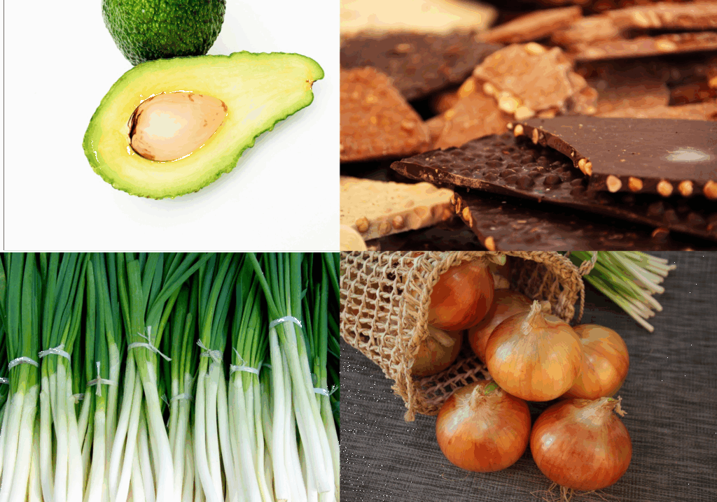 インコに与えてはいけない食材